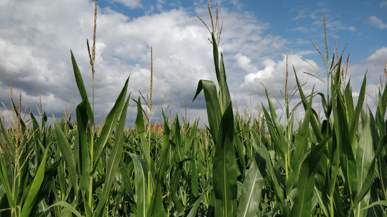 Tip Of The Day Maize Farming Tips To Increase Production Makke Ki Paidawar Kaise Badhaye