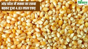 आंध्र प्रदेश में MSP से बहुत कम मक्का का भाव, CM नायडू ने केंद्र को लिखा पत्र.. की आर्थिक मदद की मांग