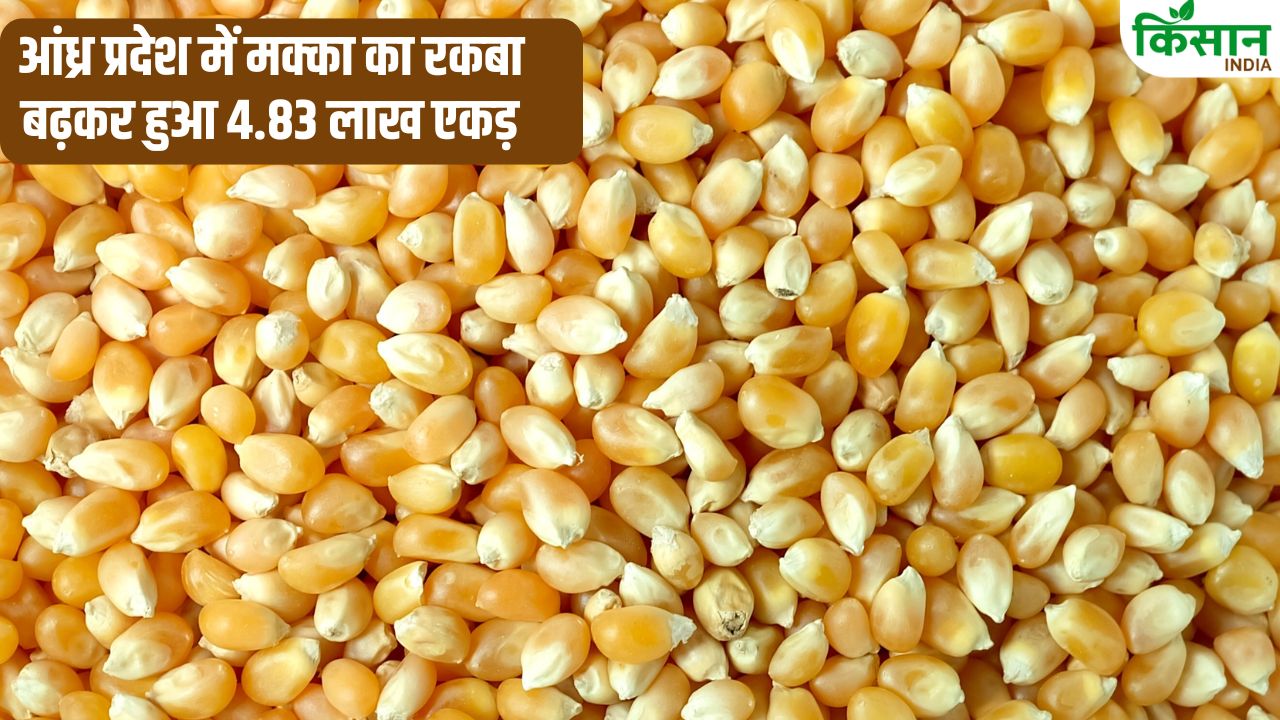 Mandi Bhav Maize Prices Fall Than Msp In Andhra Pradesh Cm Naidu Wrote To The Centre