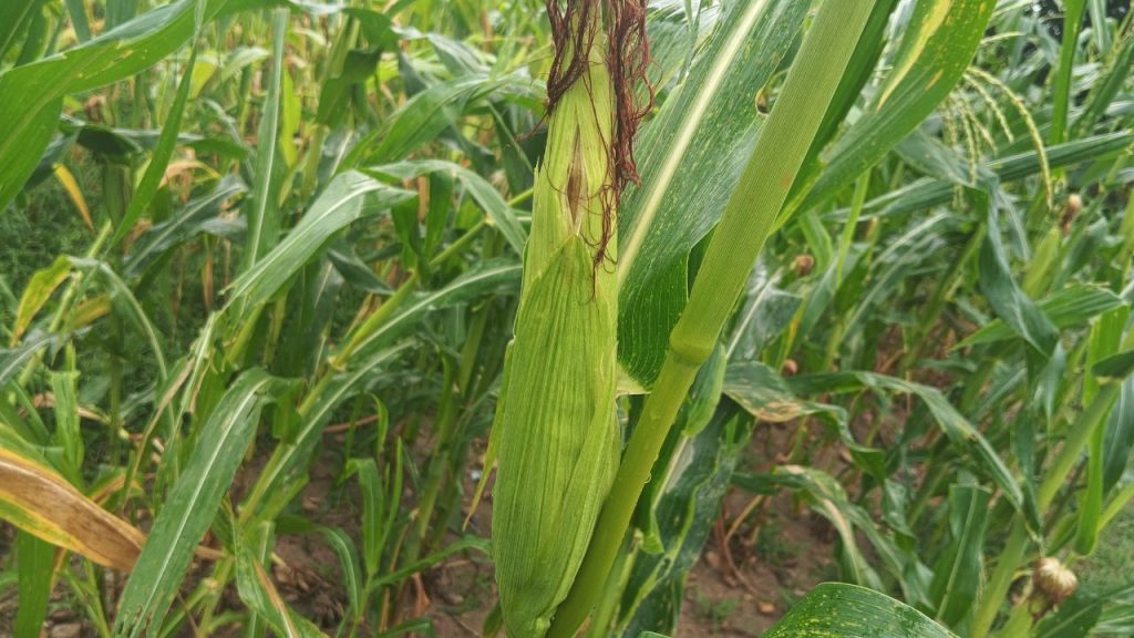 अगर किसान पोषक तत्वों का संतुलित उपयोग करें और कीट नियंत्रण के सही उपाय अपनाएं, तो मक्के की पैदावार में उल्लेखनीय वृद्धि संभव है. इसके साथ ही किसानों की आय में भी बढ़ोतरी होती है, जिससे उनके खेती के काम और जीवन स्तर में सुधार आता है.