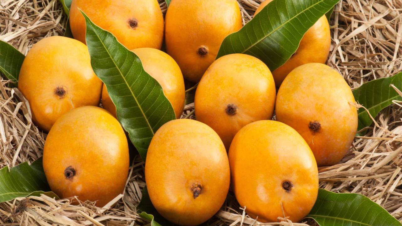 Maharashtra Alphonso Mango Crop Loss 2026 Konkan Region Ratnagiri Sindhudurg Erratic Weather Impact Farmers Demand Compensation