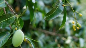 आम की फसल में नुकसान से बचना है तो जानिए छोटे फल गिरने की असली वजह और उसका समाधान