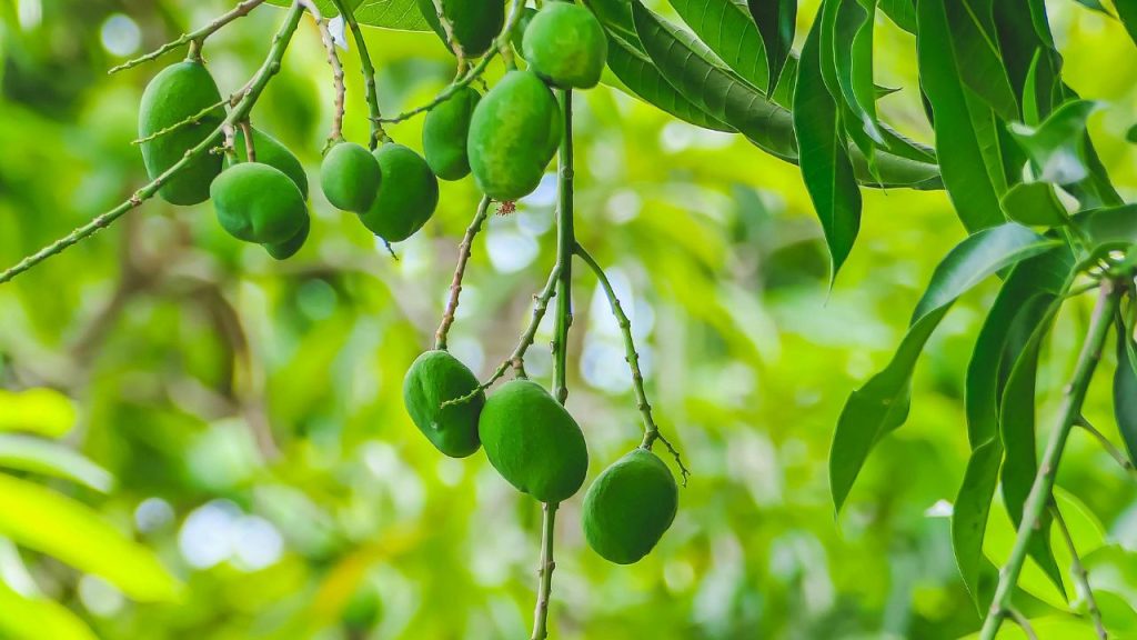 मार्च में बौर आने के समय बोरॉन, जिंक और मैग्नीशियम जैसे पोषक तत्वों का छिड़काव करना जरूरी होता है. ये तत्व फूलों को मजबूत बनाते हैं और उन्हें गिरने से बचाते हैं. सही समय पर स्प्रे करने से फल बनने की प्रक्रिया बेहतर होती है और उत्पादन बढ़ता है.