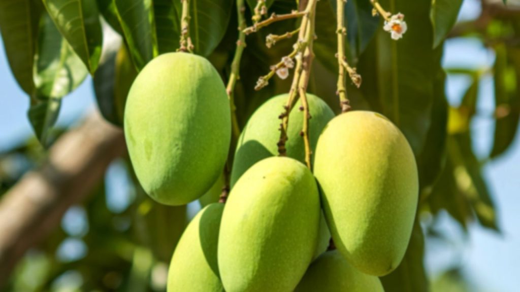 आम के पेड़ों में सड़ी हुई गोबर की खाद या वर्मी कम्पोस्ट डालना बहुत फायदेमंद होता है. इससे मिट्टी उपजाऊ बनती है और जड़ों को अंदर से ताकत मिलती है. अच्छी मिट्टी होने पर पेड़ खुद ही बेहतर तरीके से पोषण लेता है, जिससे फल का आकार और स्वाद दोनों बेहतर होते हैं.