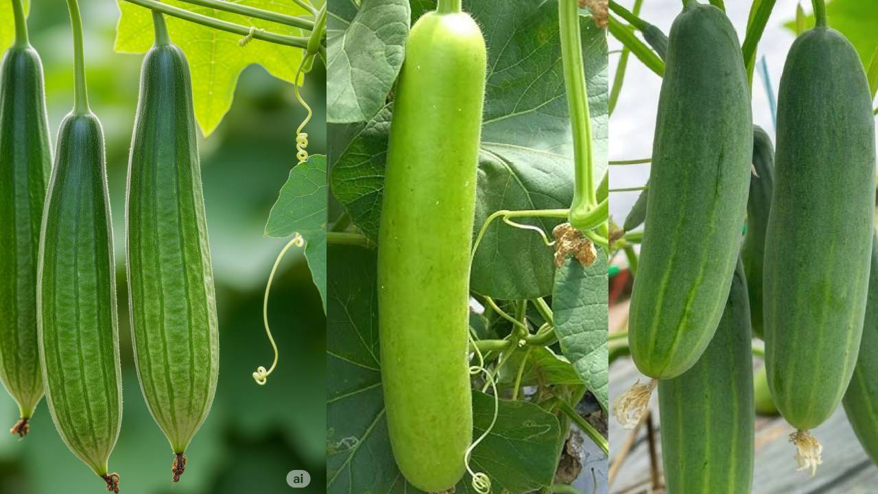 सरसों और आलू के बाद मार्च में लगाएं ये फसलें, कम समय में होगी अच्छी कमाई