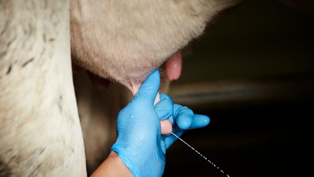 केवल पानी से हाथ धोना पर्याप्त नहीं है. हाथों को साबुन से अच्छी तरह धोना जरूरी है, ताकि उन पर मौजूद सभी कीटाणु और बैक्टीरिया पूरी तरह से समाप्त हो जाएं. इससे दूध सुरक्षित रहता है और बीमारियों का खतरा कम होता है.