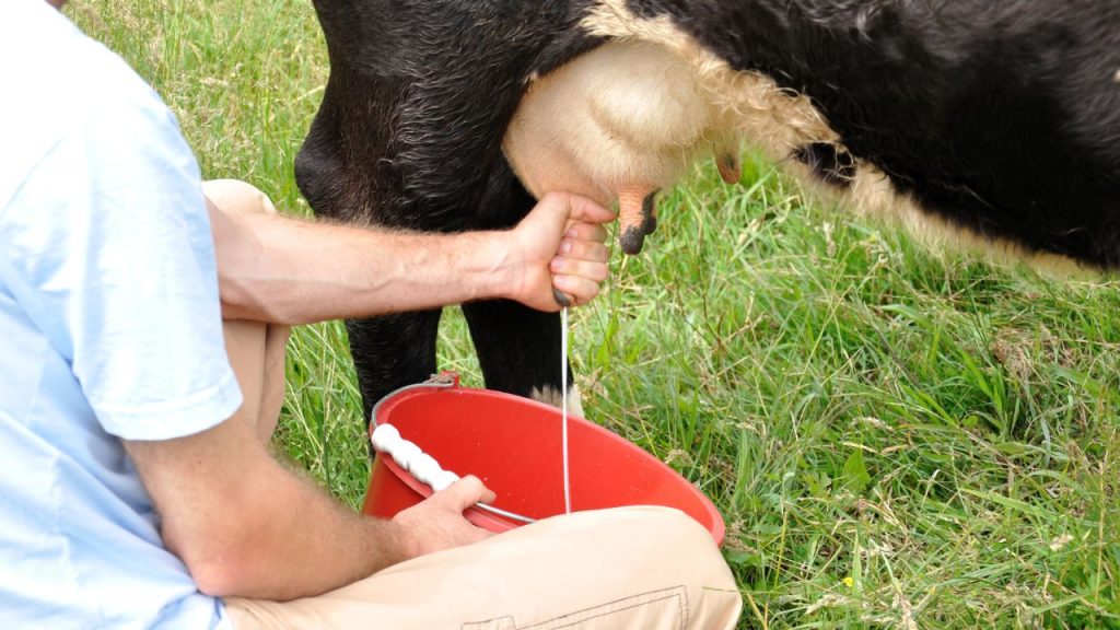 पशुपालन विभाग के अनुसार, जिन बर्तनों का इस्तेमाल दूध दुहने में किया जाता है, उन्हें हर बार उपयोग से पहले और बाद में अच्छी तरह साफ करना जरूरी है. बर्तनों को धोने के बाद सूखा भी रखें, ताकि उनमें नमी के कारण कोई संक्रमण या बैक्टीरिया न पनपे. 