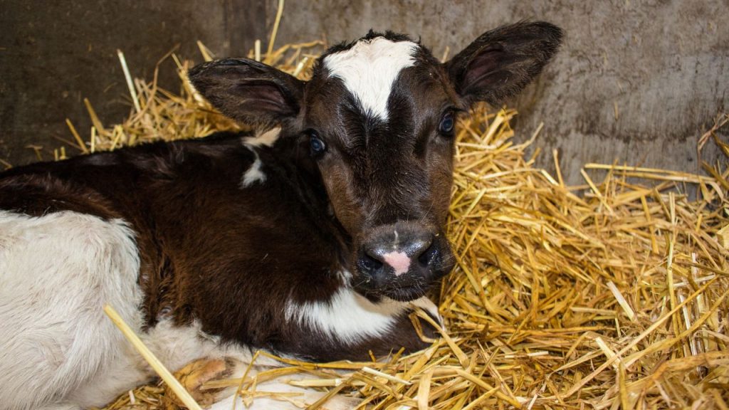 अगर पशु में सुस्ती, भूख की कमी, बुखार या अन्य लक्षण दिखाई दें, तो तुरंत पशु चिकित्सक से संपर्क करना चाहिए. डॉ. आयुषी पांडे के अनुसार, समय पर इलाज न मिलने पर समस्या बढ़ सकती है और उत्पादन पर सीधा असर पड़ता है. अगर पशु में सुस्ती, भूख की कमी, बुखार या अन्य लक्षण दिखाई दें, तो तुरंत पशु चिकित्सक से संपर्क करना चाहिए. डॉ. आयुषी पांडे के अनुसार, समय पर इलाज न मिलने पर समस्या बढ़ सकती है और उत्पादन पर सीधा असर पड़ता है.