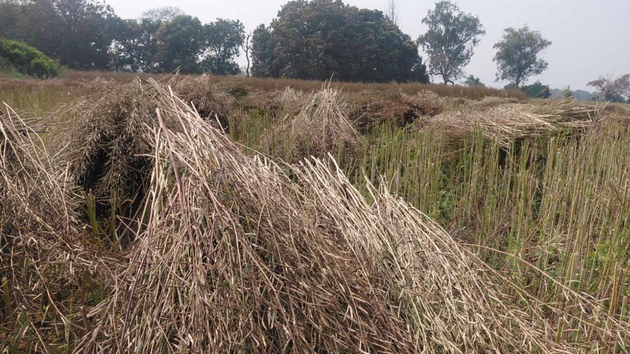 Rain Ruins Wheat Potatoes And Increases Risk Of Fungus In Mustard Uttar Pradesh Agriculture News