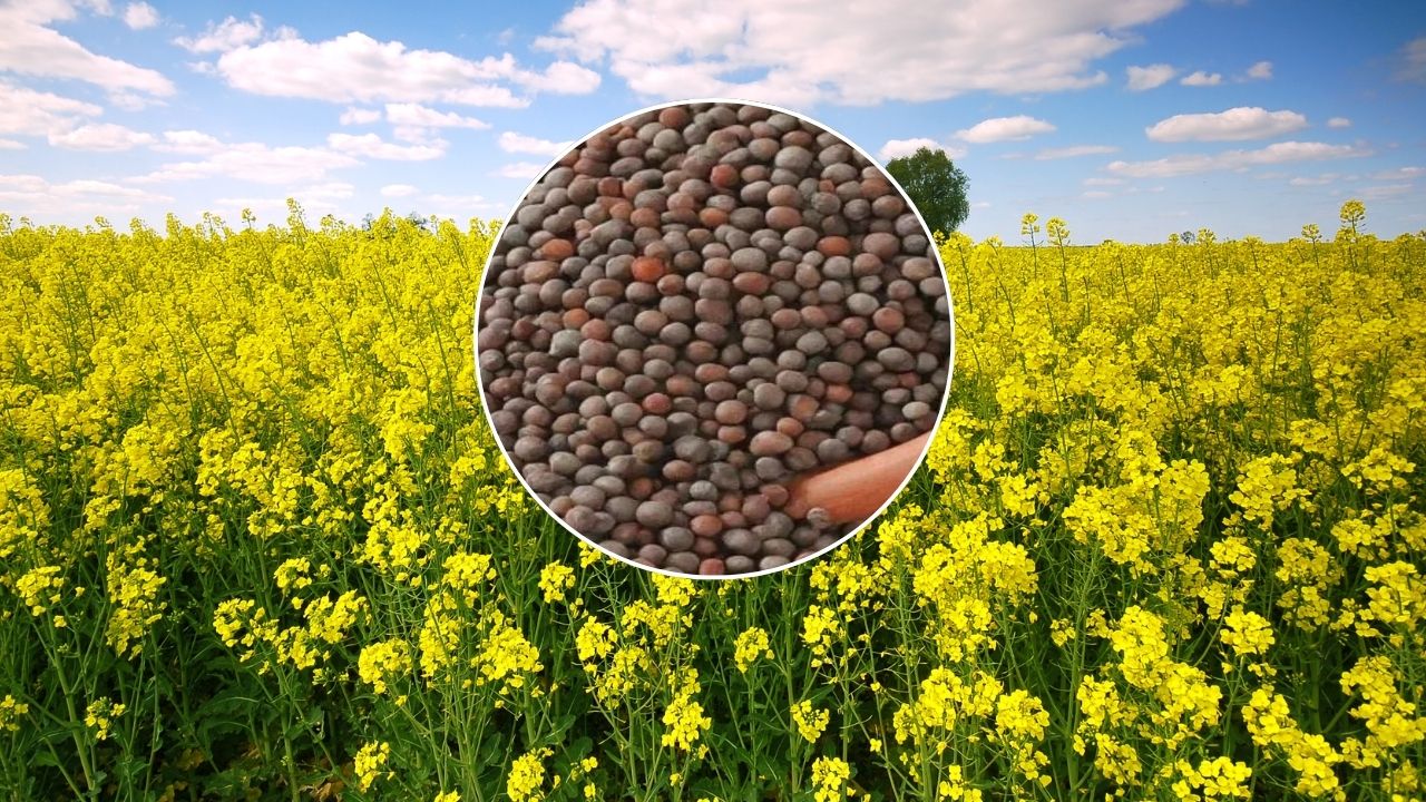 राजस्थान सहित कई राज्यों में सरसों का रेट MSP से ज्यादा, किसानों की बंपर कमाई.. जानें तिल का लेटेस्ट भाव