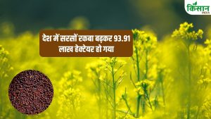 सरसों के उत्पादन में 3.64 फीसदी की बढ़ोतरी, राजस्थान पहले स्थान पर.. जानें MP, यूपी, हरियाणा का हाल