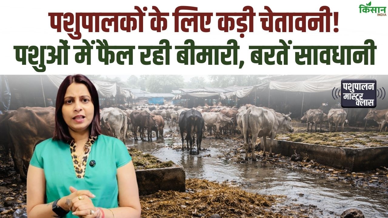 Risk Animal Diseases Increases Many Animals Die Livestock Keepers Need To Vigilant And Take Precautions