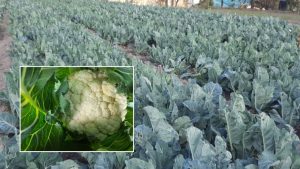हिमाचल की फूलगोभी किस्म को मिली राष्ट्रीय मान्यता, देरी से बुवाई और 350 क्विंटल उत्पादन देने में सक्षम