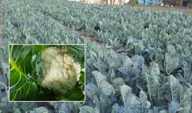 हिमाचल की फूलगोभी किस्म को मिली राष्ट्रीय मान्यता, देरी से बुवाई और 350 क्विंटल उत्पादन देने में सक्षम