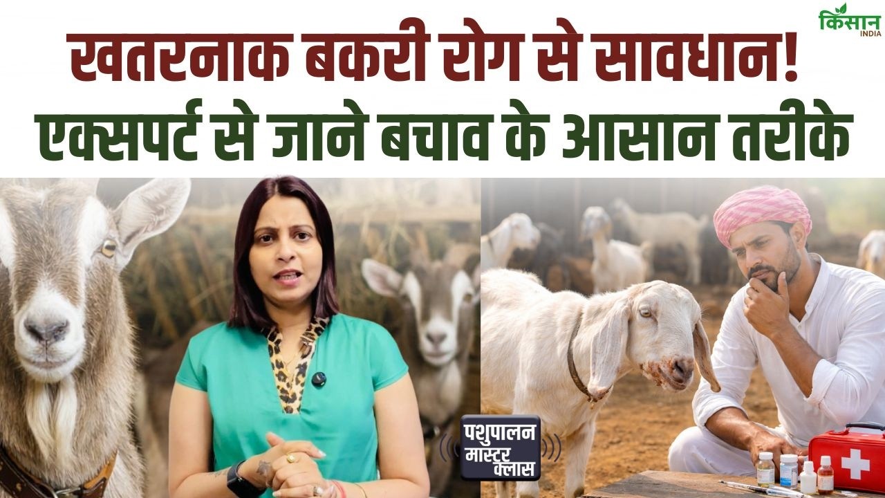 Avoid Dangerous Diseases Goat Farming Keep Animals Healthy And Increase Your Income Adopting Simple Measures