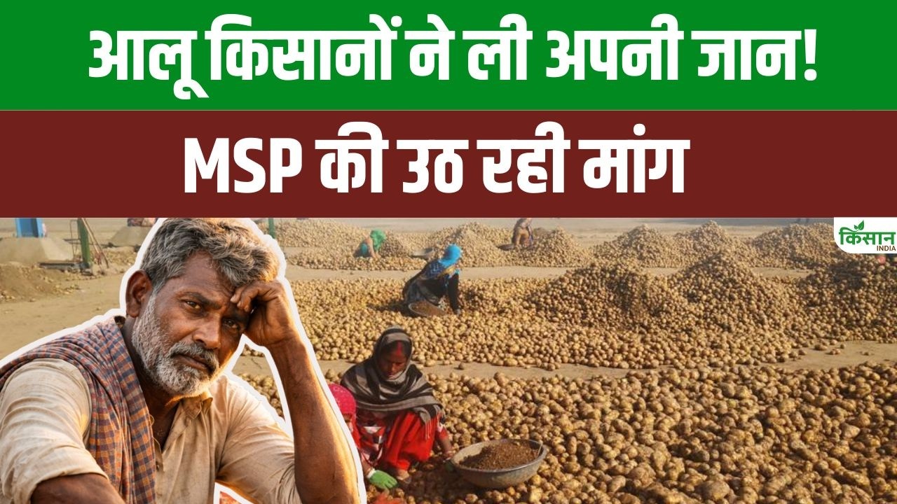 Falling Potato Prices Devastated Farmers Leading Rise In Suicides In Bengal And Uttar Pradesh And Demands For Msp Intensify