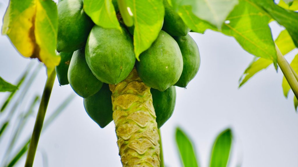 सही खेती तकनीक: पपीते की खेती में नमी वाली मिट्टी, समय से सिंचाई, जैविक गोबर की खाद डालना और पौधों को सही दूरी पर लगाना फसल की गुणवत्ता और पैदावार बढ़ाने में मदद करता है.