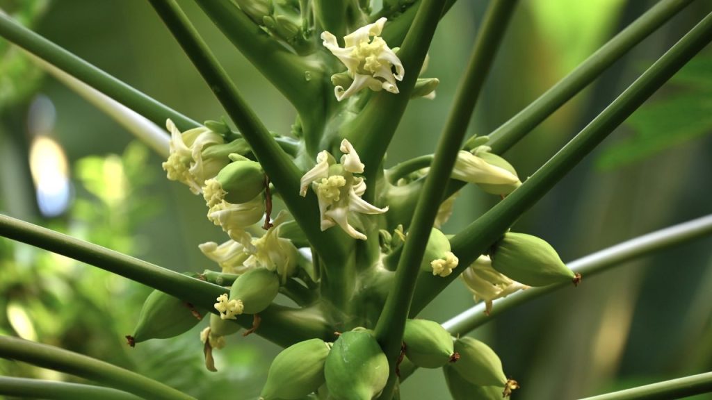 बाजार में आसान बिक्री: तैयार पपीते की फसल पास के जिलों और मंडियों में आसानी से बेची जा सकती है, जिससे किसानों को निरंतर आय, अच्छा मुनाफा और आर्थिक स्थिरता मिलती है.