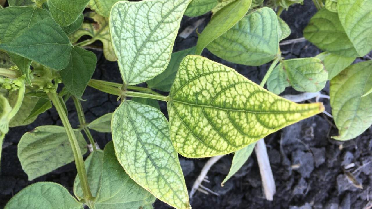 Zinc Deficiency In Indian Soils Impacting Crop Growth And Yields Experts Advise Farmers On Proper Zinc Nutrient Management