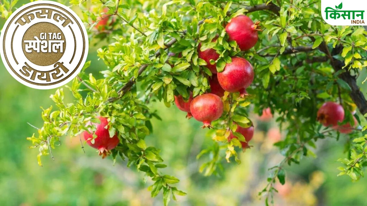 Solapur Saffron Pomegranate Is In Great Demand In America Know The Right Way To Cultivate
