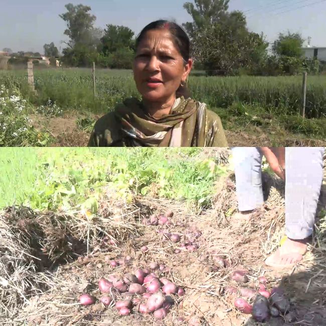 potato farming in stubble