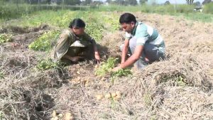 बिना जुताई और निराई-गुड़ाई के पराली में आलू की खेती सफल, उम्मीद से बेहतर मिला उत्पादन