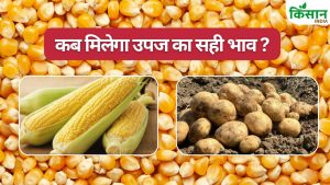 आलू के बाद मक्का किसानों पर आफत.. भाव नहीं मिलने से कर्ज बढ़ने का खतरा, भावांतर का लाभ देने की मांग