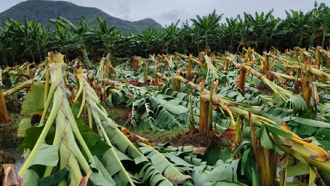 आंध्र प्रदेश में बेमौसम बारिश से धान-मक्का और बागवानी फसलें चौपट, सरकार ने दिए तुरंत सर्वे के निर्देश