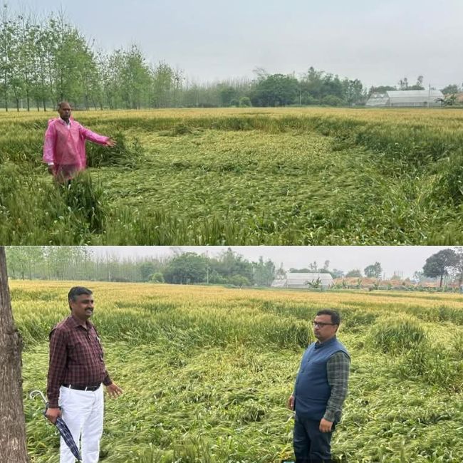 rain damage crops in rampur