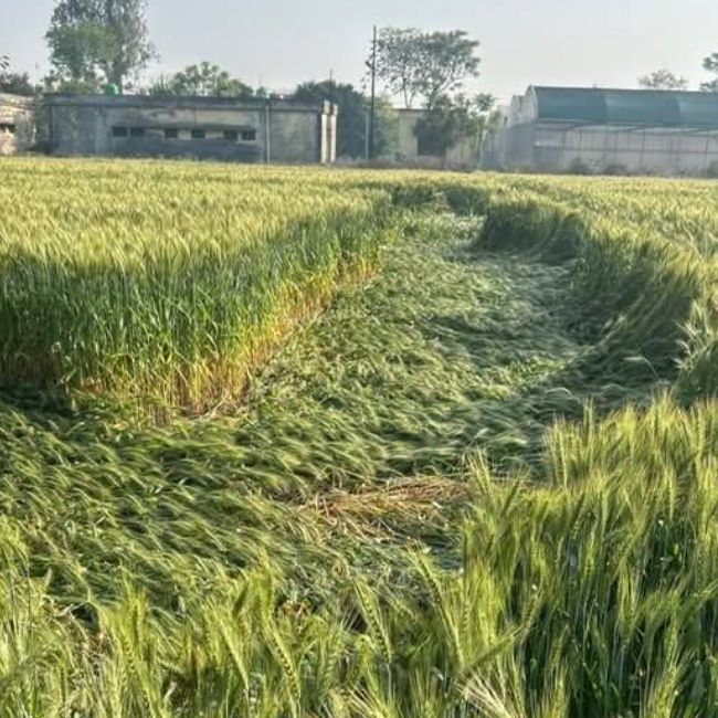 rain damage wheat crops in rampur