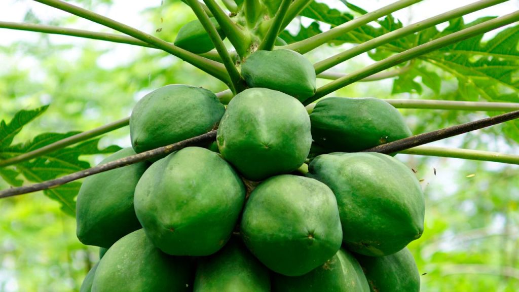 कम लागत, अधिक मुनाफा: एक बीघा जमीन में पपीते की खेती की लागत लगभग 10,000-15,000 रुपए आती है, लेकिन सही तरीके से खेती और बिक्री करने पर किसान लाखों रुपए की कमाई आसानी से कर सकते हैं.