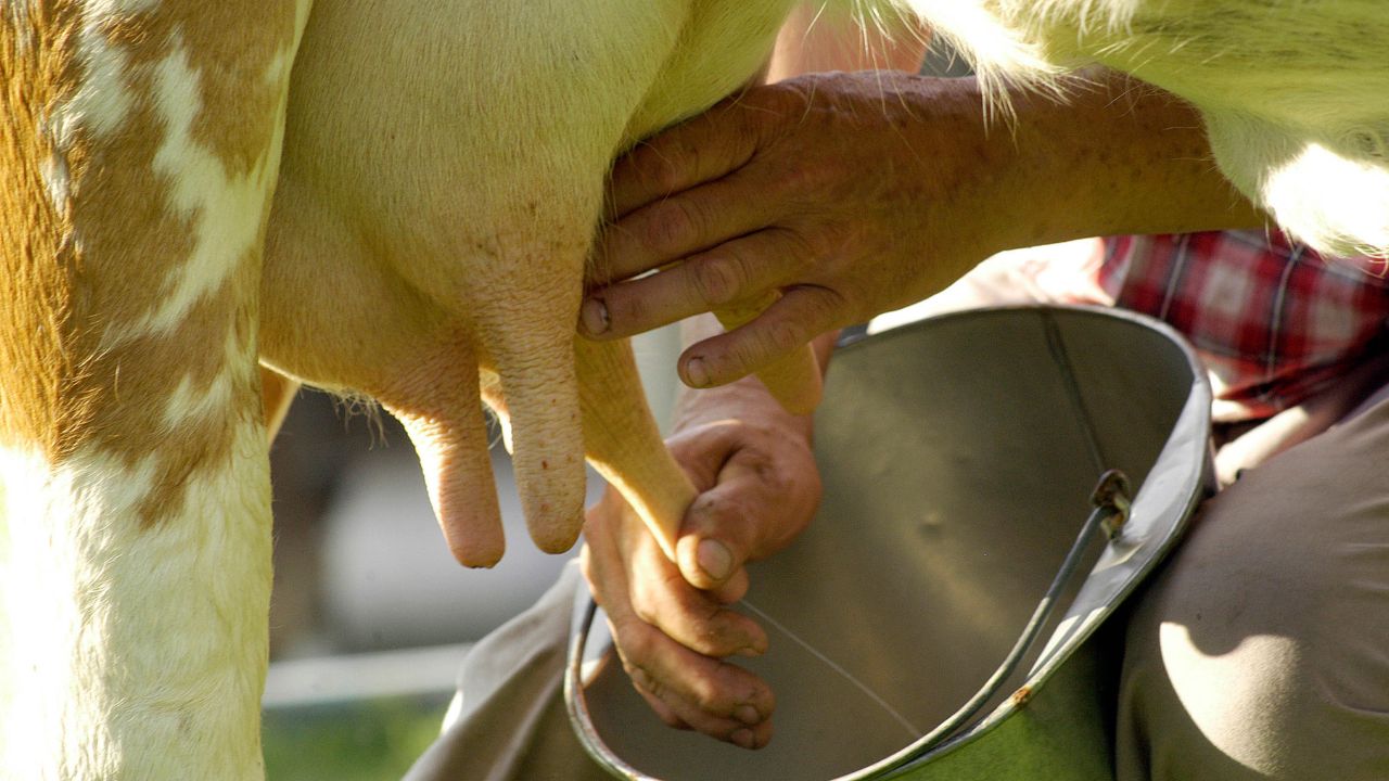 Dairy Farming Milk Hygiene Tips Clean Hands Utensils For Safe Quality Dairy Production