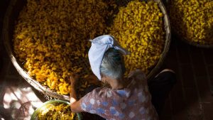 कर्नाटक सरकार ने रेशम किसानों को दिया बड़ा तोहफा, परिवहन सब्सिडी की दोगुनी.. अब मिलेगी इतनी रकम