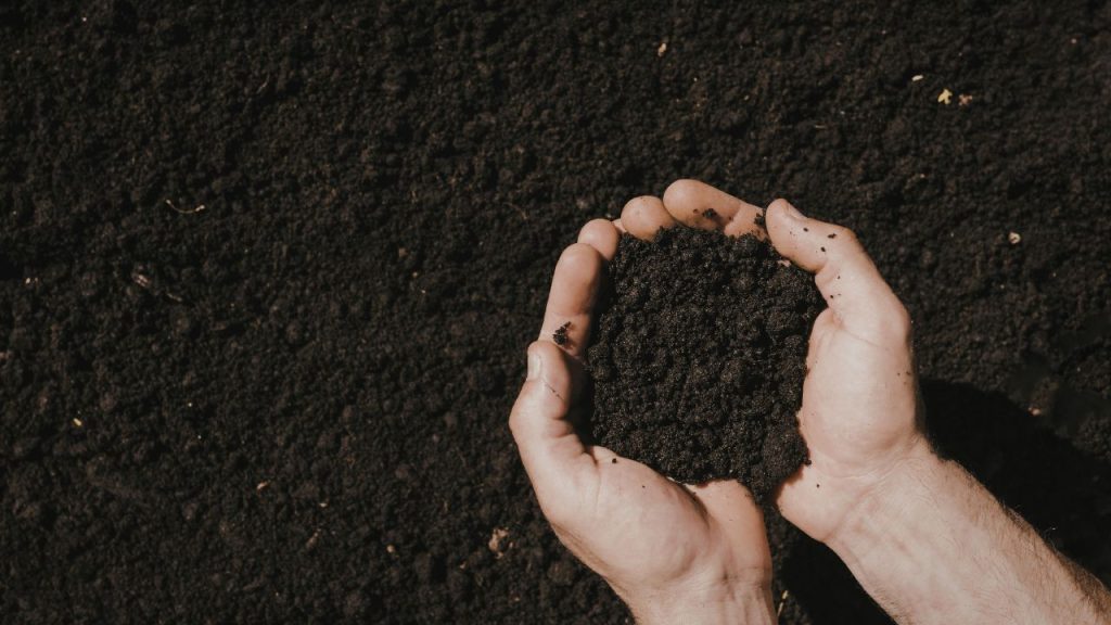 घनजीवामृत मिट्टी की प्राकृतिक जैविक ताकत को बढ़ाता है. इसमें मौजूद सूक्ष्मजीव मिट्टी में पोषण तत्वों को सक्रिय करते हैं, जिससे मिट्टी अधिक उपजाऊ और स्वस्थ बनती है.