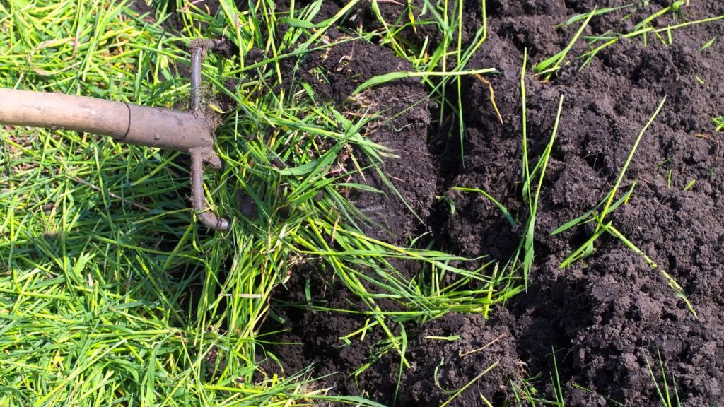 ग्रीन मैन्योर का नियमित इस्तेमाल मिट्टी की संरचना को सुधारता है, जिससे मिट्टी भुरभुरी और नरम बनती है. इससे पौधों की जड़ें आसानी से फैलती हैं और फसल की ग्रोथ बेहतर होती है.