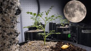 Space Farming: चांद पर खेती की तैयारी! वैज्ञानिकों ने चंद्रमा जैसी मिट्टी में उगाए चने