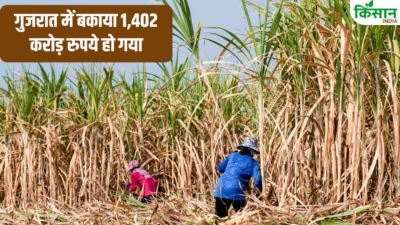 Sugarcane Farmers Are Not Getting Paid Dues Have Increased By 32 Percent