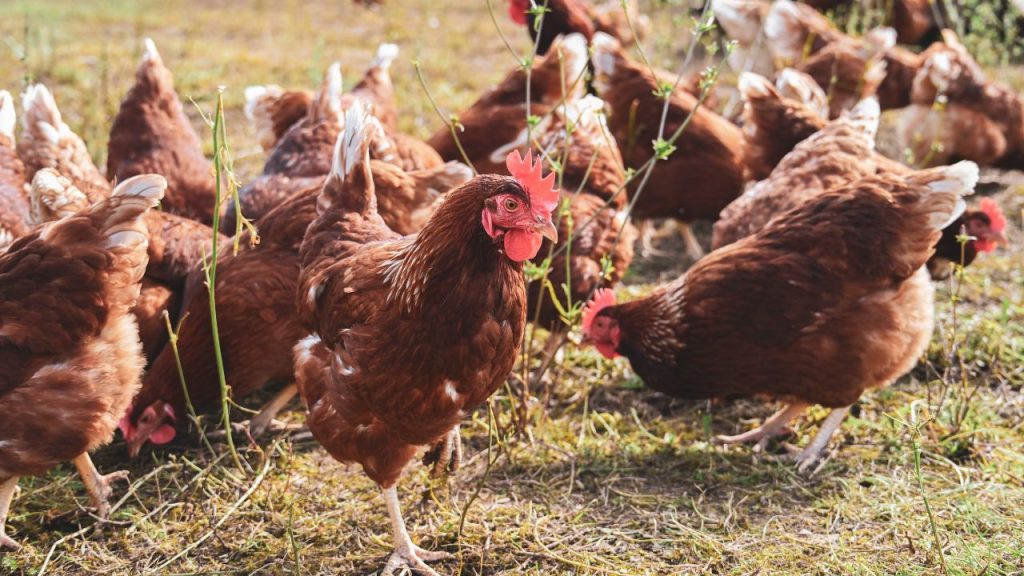 गर्मी के दौरान मुर्गियों की ताकत बनाए रखने के लिए उन्हें सही पोषण देना जरूरी है. उनके आहार में प्रोटीन, विटामिन और मिनरल्स की उचित मात्रा होनी चाहिए, ताकि वे गर्मी के असर को झेल सकें और उनका उत्पादन भी प्रभावित न हो.