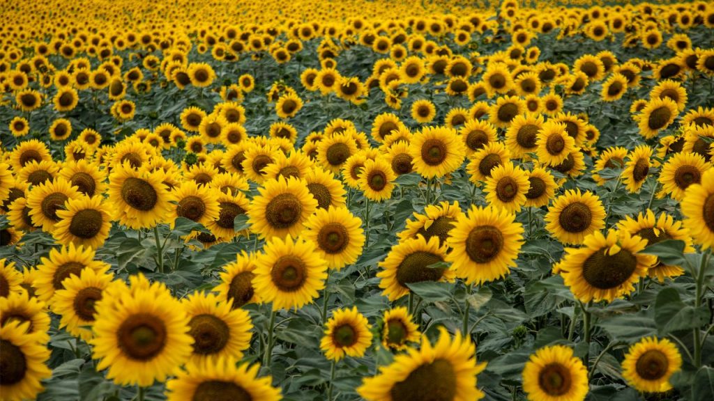 सूरजमुखी की सफल खेती के लिए कृषि विशेषज्ञों की सलाह का पालन करना जरूरी है. सही बुवाई का समय, पौधों की दूरी, नियमित सिंचाई और खरपतवार नियंत्रण को ध्यान में रखने से किसान अधिक लाभ और बेहतर पैदावार सुनिश्चित कर सकते हैं.