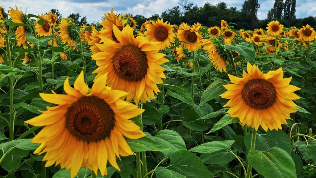सूरजमुखी का तेल स्वास्थ्य के लिए बेहद फायदेमंद माना जाता है. इसके साथ ही, सूरजमुखी की खेती किसानों के लिए अतिरिक्त आय का भी स्रोत बन सकती है. घर में तेल की आवश्यकता भी सूरजमुखी की पैदावार से पूरी की जा सकती है.