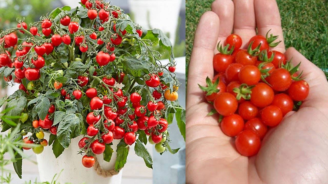 गमले में चेरी टमाटर की खेती ऐसे करें, एक पौधे से मिल सकते हैं 4 किलो तक टमाटर