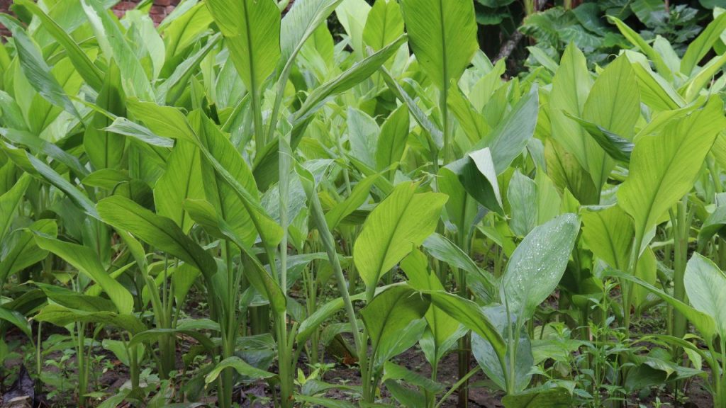 हल्दी की बुवाई के लिए अप्रैल का महीना सबसे उपयुक्त माना जाता है. इसके लिए बलुई दोमट मिट्टी सबसे अच्छी रहती है, लेकिन ध्यान रखें कि खेत में पानी जमा न हो, वरना फसल खराब हो सकती है. हल्दी की बुवाई के लिए अप्रैल का महीना सबसे उपयुक्त माना जाता है. इसके लिए बलुई दोमट मिट्टी सबसे अच्छी रहती है, लेकिन ध्यान रखें कि खेत में पानी जमा न हो, वरना फसल खराब हो सकती है.