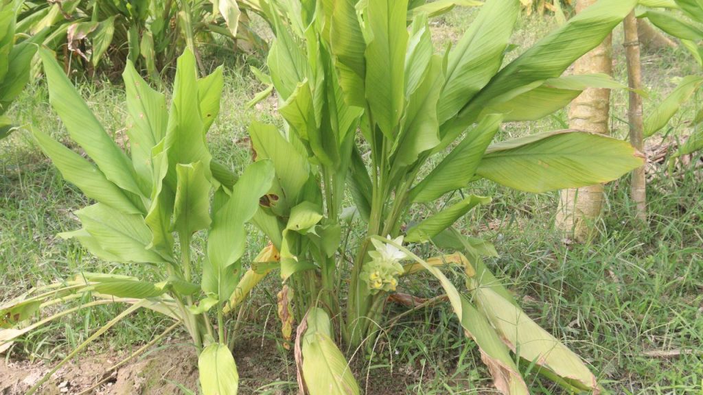 जहां दूसरी फसलों को तेज धूप चाहिए होती है, वहीं हल्दी की खेती 50% धूप वाले क्षेत्रों में भी आसानी से की जा सकती है. इसलिए यह उन किसानों के लिए भी फायदेमंद है जिनके खेत आंशिक छाया में होते हैं. जहां दूसरी फसलों को तेज धूप चाहिए होती है, वहीं हल्दी की खेती 50% धूप वाले क्षेत्रों में भी आसानी से की जा सकती है. इसलिए यह उन किसानों के लिए भी फायदेमंद है जिनके खेत आंशिक छाया में होते हैं.