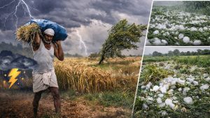 17 से 20 मार्च के बीच रबी फसल पर मौसम की मार का खतरा, महाराष्ट्र कृषि विभाग ने जारी की एडवाइजरी