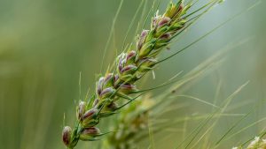 गेहूं में बैंगनी रंग दिखे तो न घबराएं किसान, PAU ने फंगीसाइड छिड़काव से बचने की दी सलाह