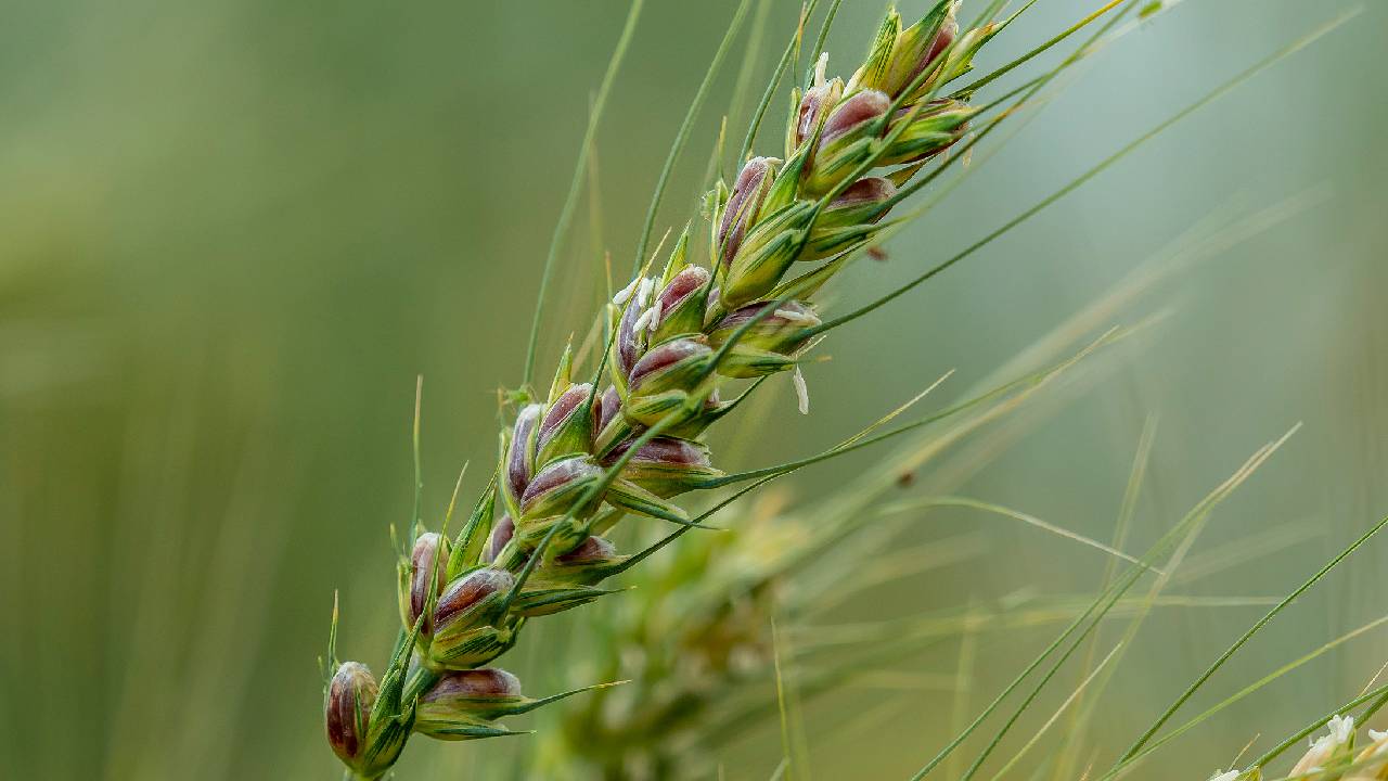 गेहूं में बैंगनी रंग दिखे तो न घबराएं किसान, PAU ने फंगीसाइड छिड़काव से बचने की दी सलाह