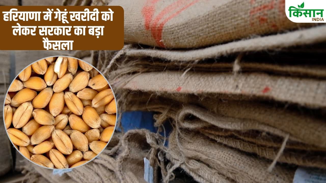 Haryana Wheat Procurement Government Approved Rs 470 Crore For Jute Bags