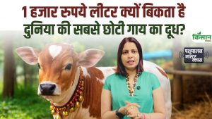 दुनिया की सबसे छोटी पुंगनूर गाय बनी कमाई का जरिया, 1000 रुपये लीटर बिक रहा दूध, जानें खासियत