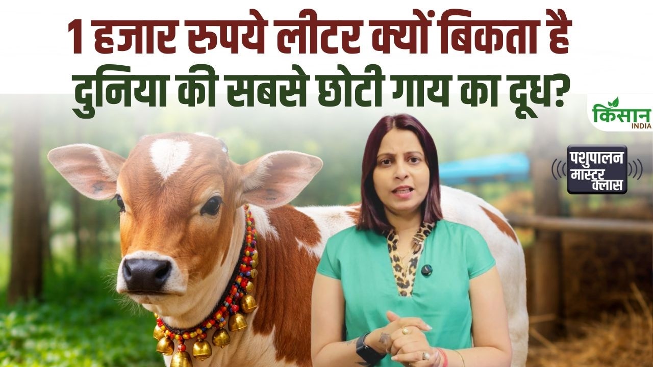 World Smallest Punganur Cow Source Income Selling Milk For Rs 1000 Per Liter Learn About Its Specialties