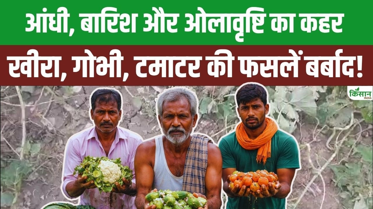 सीतामढ़ी में ओलावृष्टि का कहर.. सब्जियों की फसल तबाह, किसानों की मेहनत पर पानी फिरा और बढ़ी मुआवजे की मांग